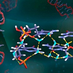 研究人员在ORNL使用中子来揭示水分子和DNA之间的氢键模式