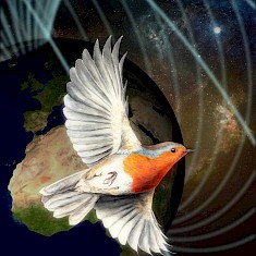 量子鸟类：鸟类磁感应机制的突破性发现