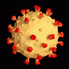 SARS-CoV-2病毒可找到感染细胞的替代途径