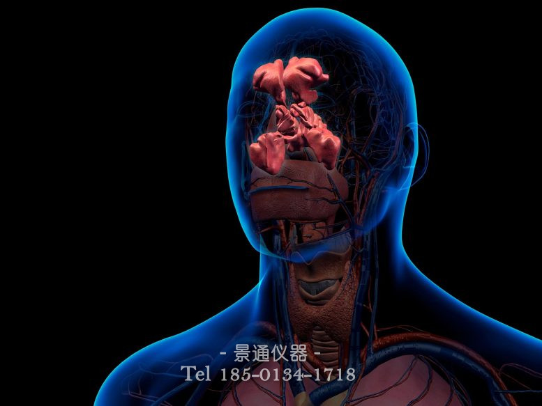 鼻窦解剖
