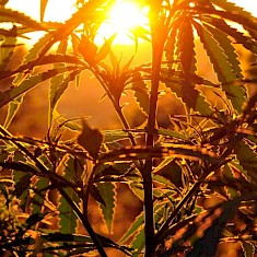 
研究人员发现大麻素可防预防新冠病毒