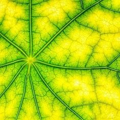 人工光合作用有望成为清洁、可持续的能源来源