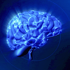 研究人员发现了一种对功能性大脑再生至关重要的分子