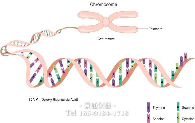 染色体 DNA 插图