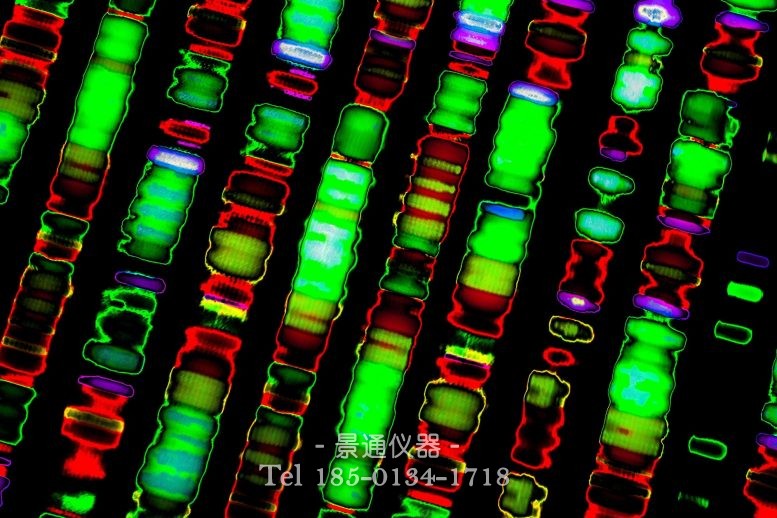 遗传DNA序列