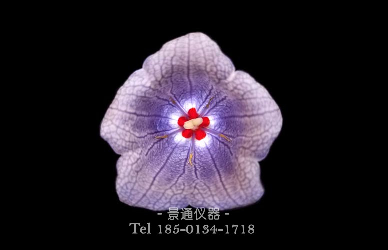 Nesocodon mauritianus