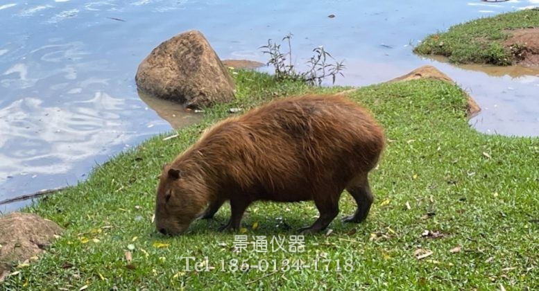 水豚肠道微生物