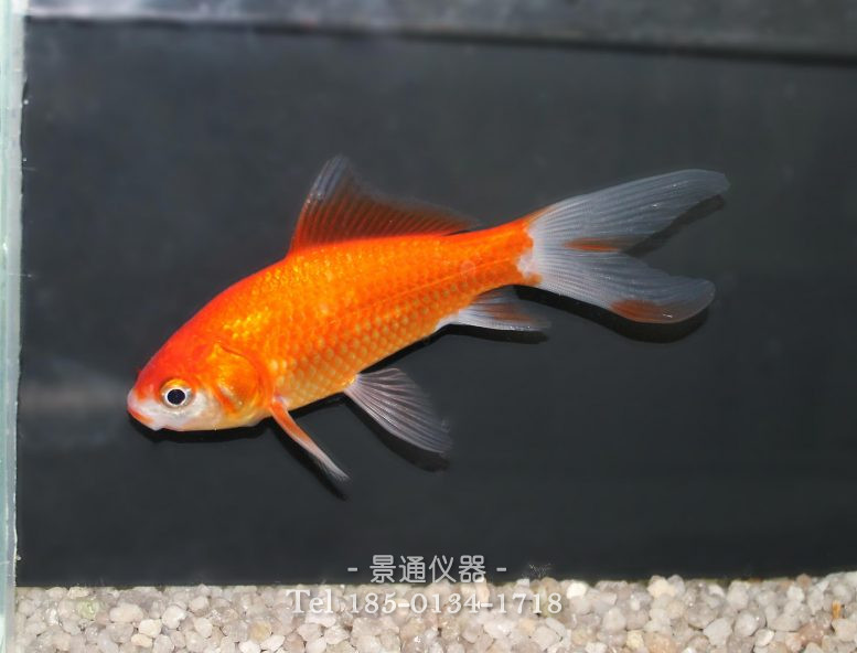 动物生理实验室的金鱼